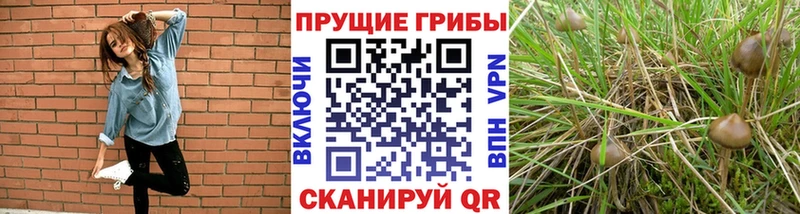 Псилоцибиновые грибы GOLDEN TEACHER  купить наркоту  Нарткала 